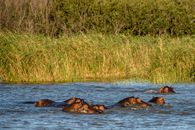 Hippopotamuses Swimming in the River