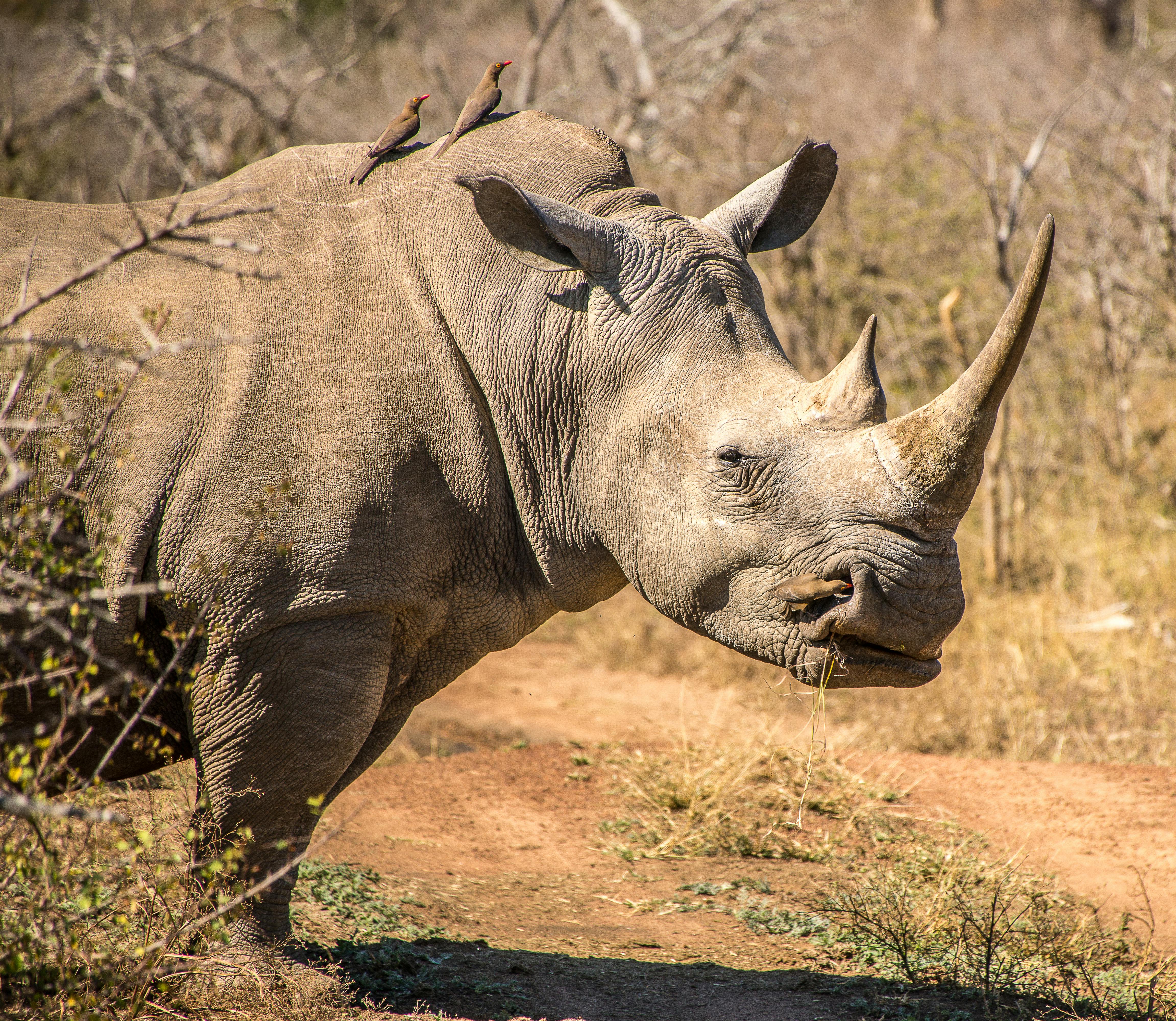 close up shot of a rhinoceros