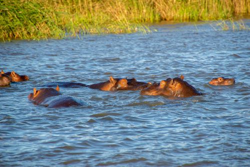 Free Hippopotamuses swimming in a river surrounded by reeds, showcasing wildlife behavior. Stock Photo