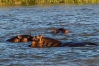 Hippopotamuses Swimming in the River