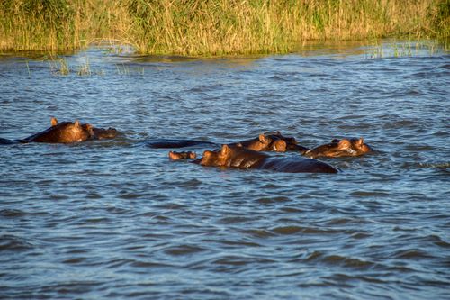 Free Group of hippopotamuses swimming in a tranquil river surrounded by lush grass. Stock Photo