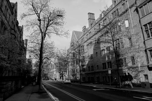 Imagine de stoc gratuită din alb-negru, arbori, clădiri