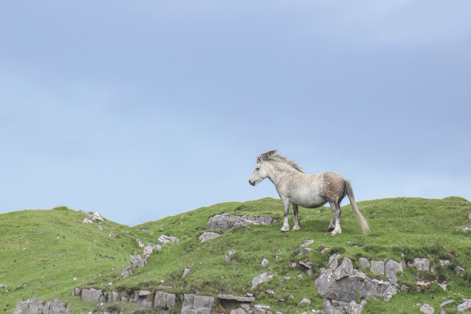 A wild horse stands gracefully on a lush green hill under a clear blue sky.