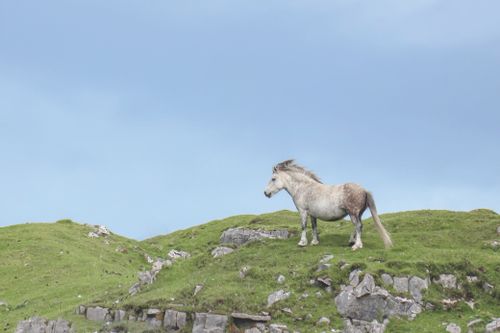 Free Picturesque view of graceful gray pony standing on grassy highland with stones under clean blue sky Stock Photo