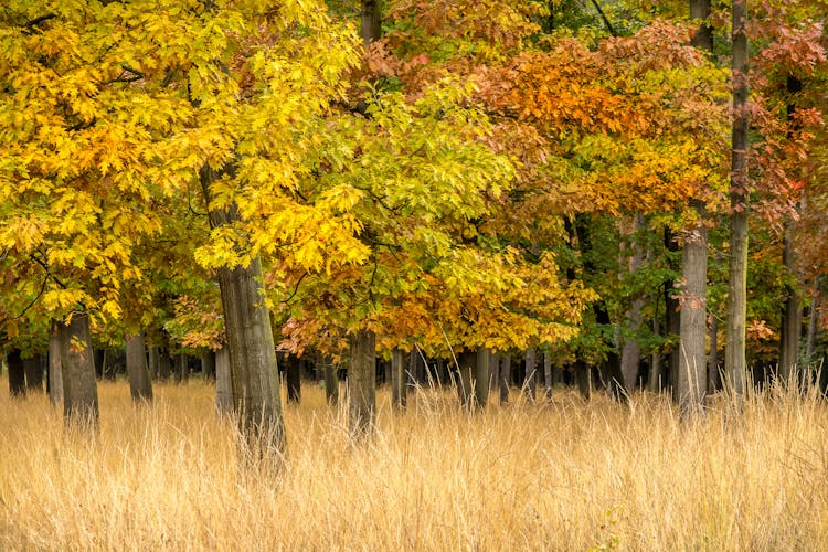 Deciduous Trees In Autumn