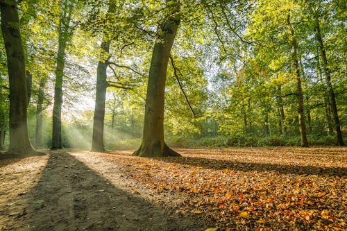 Sun Rays in Forest