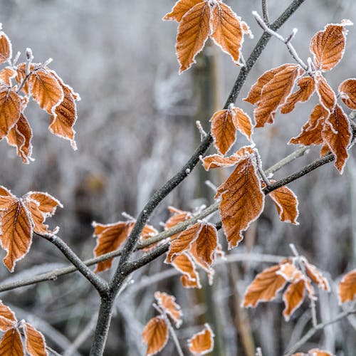 Ilmainen kuvapankkikuva tunnisteilla epätarkka tausta, lehdet, lumi