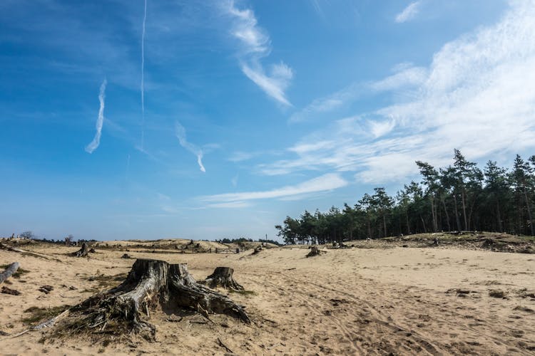 Desert Area With Tree Stumps And Forest In Distance 