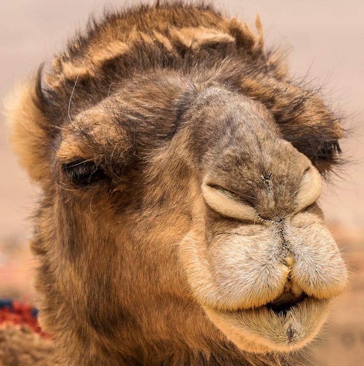 Close-Up Shot Of Camel Face