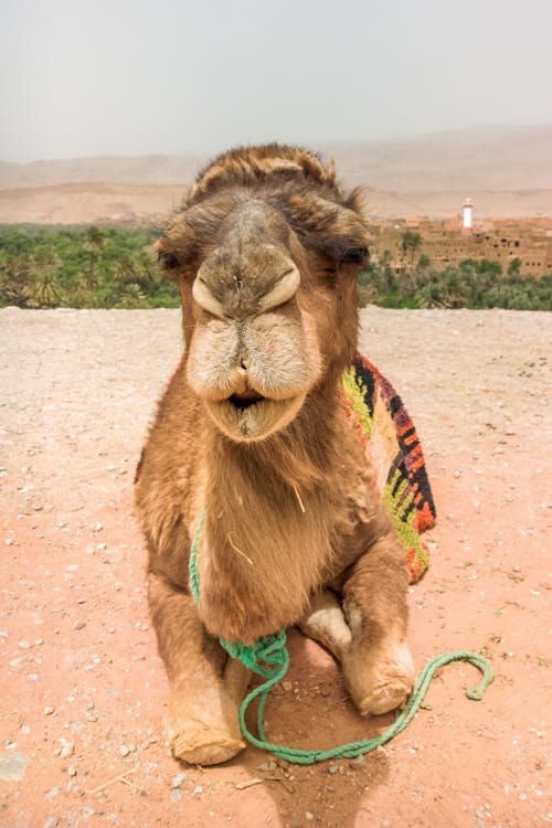 Foto profissional grátis de animais selvagens, animal, areia