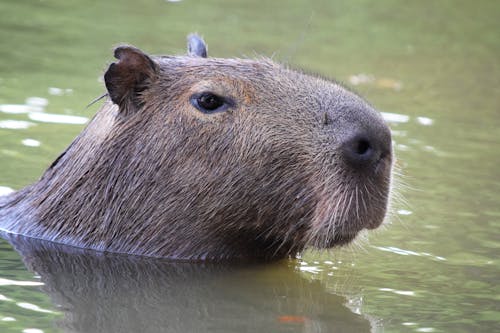 Brown Rodent on Body of Water
