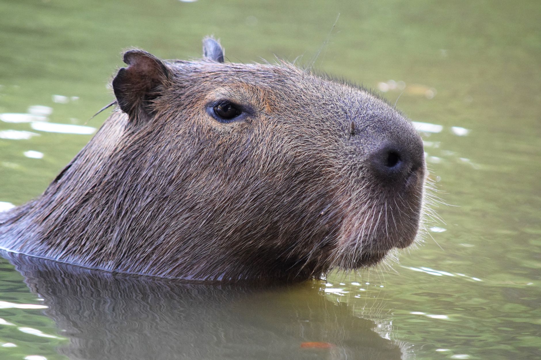Samba, a capivara ‘foragida’, é vista viva cinco meses após fugir de zoológico no Reino Unido
