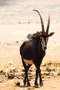 Photograph of a Sable Antelope with Long Horns