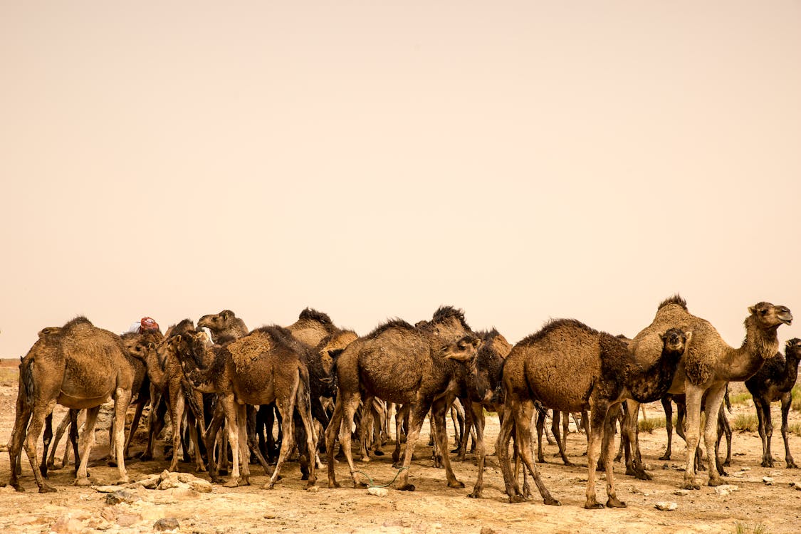 Group of Camels on Brown Field · Free Stock Photo