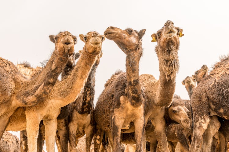 Herd Of Camels In Desert