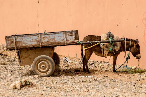 Free Donkey and Cart Stock Photo