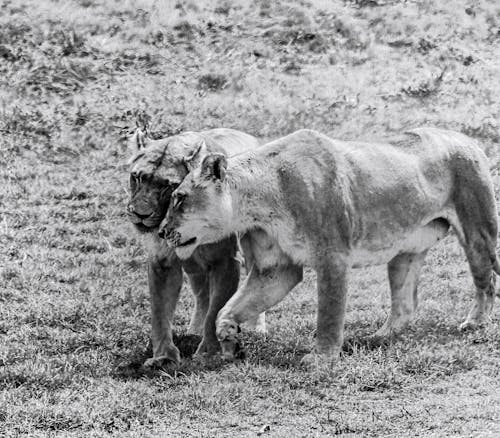 Free Grayscale Photograph of Lionesses on the Grass Stock Photo