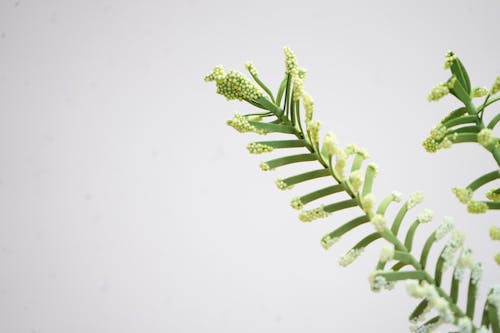 Close-up of a Plant Branch with Tiny White Flowers