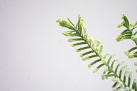 Green Fern Plant on White Background