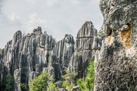 Stone Forest 