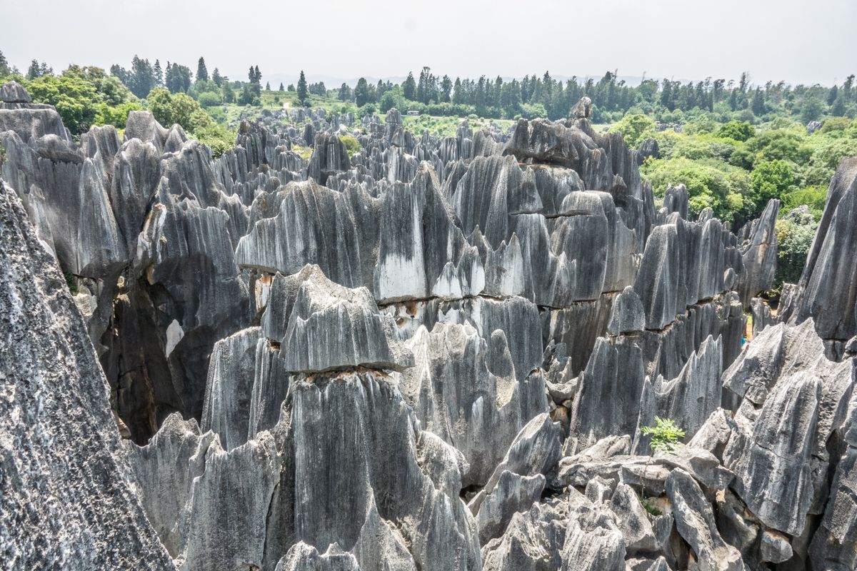 Towering grey limestone pinnacles of the Stone Forest (Shilin) rising above green vegetation under a blue sky near Kunming