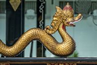 Yellow and Brown Snake on Brown Wooden Table