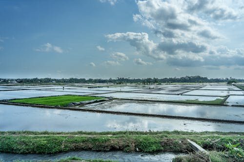 Wetlands during Daytime