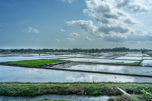 Free Expansive rice paddies with water reflections under a bright sky, showcasing rural agriculture. Stock Photo