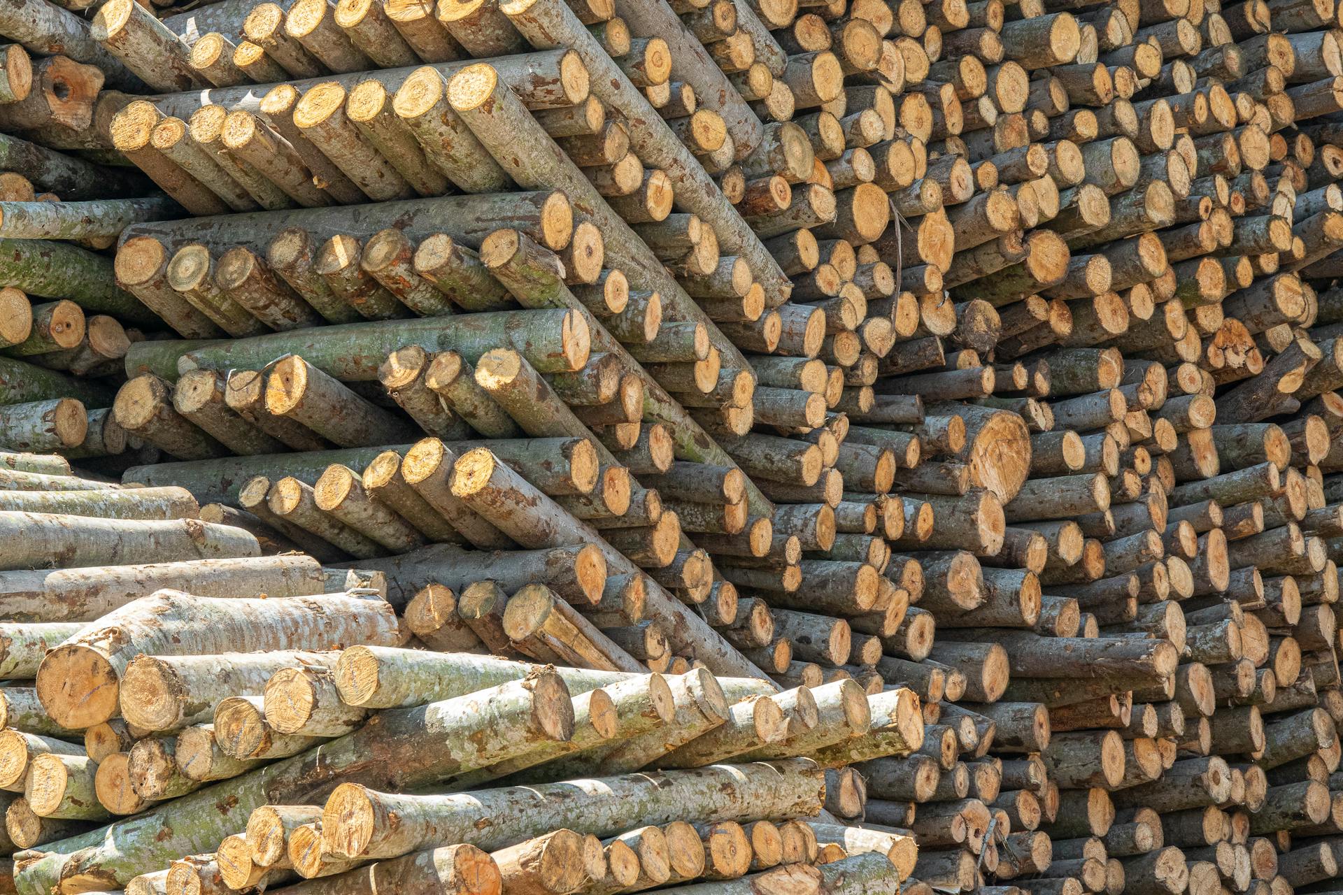 Impressive stacks of freshly cut tree logs organized in an outdoor lumber yard, showcasing forestry industry practices.