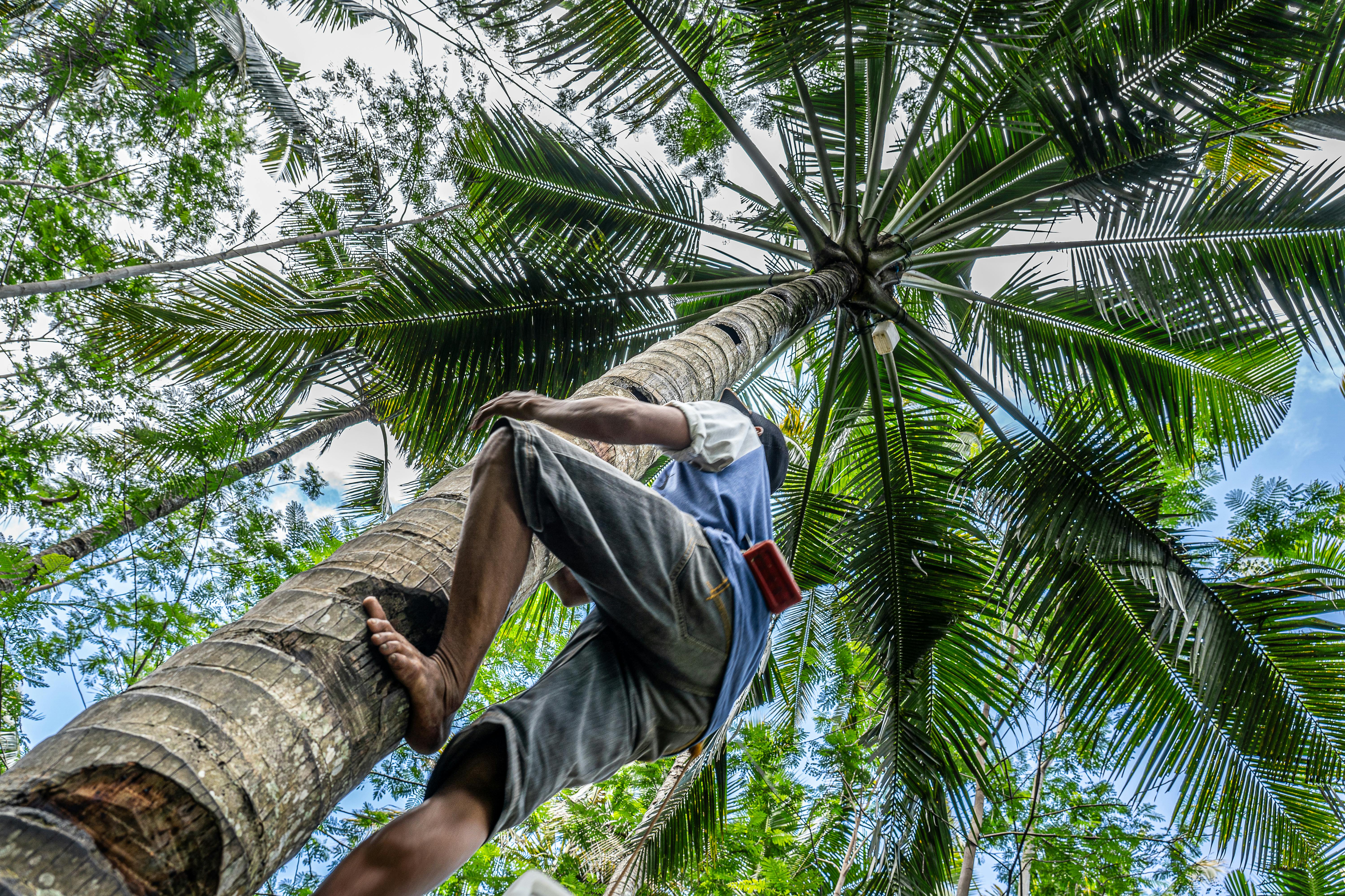 Barefoot Man Climbing Palm Tree · Free Stock Photo