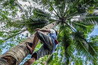 Barefoot Man Climbing Palm Tree