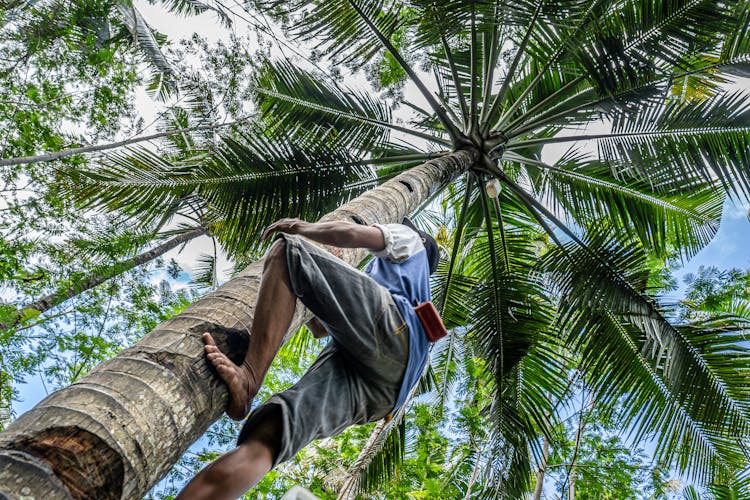 Barefoot Man Climbing Palm Tree