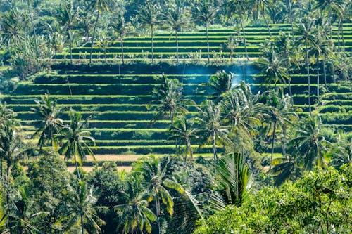 Aerial View of Exotic Greenery 