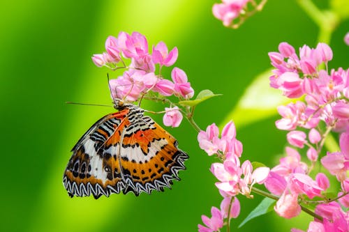 Fotobanka s bezplatnými fotkami na tému hmyz, krídla, kvety