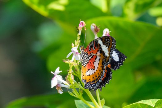 Close-up of a colorful butterfly perched on delicate flowers with lush greenery background.