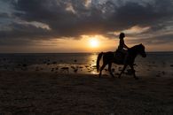 Silhouette of Man Riding Horse on Beach during Sunset