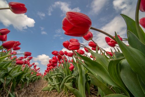 Free A stunning view of red tulips blooming in a field under a clear blue sky, highlighting nature's beauty. Stock Photo
