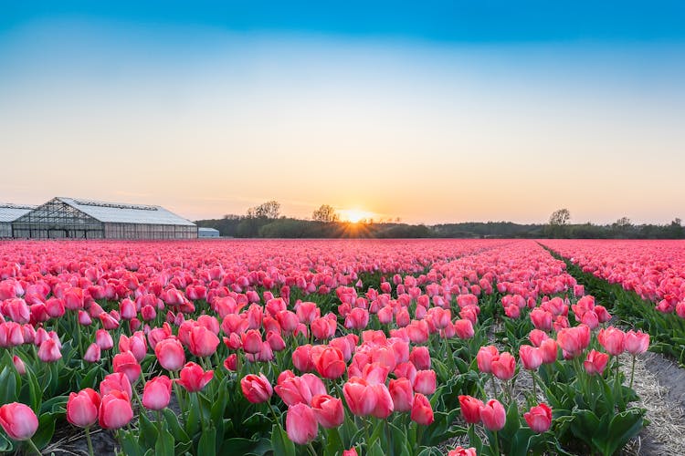 Field Of Pink Tulips And Horizon