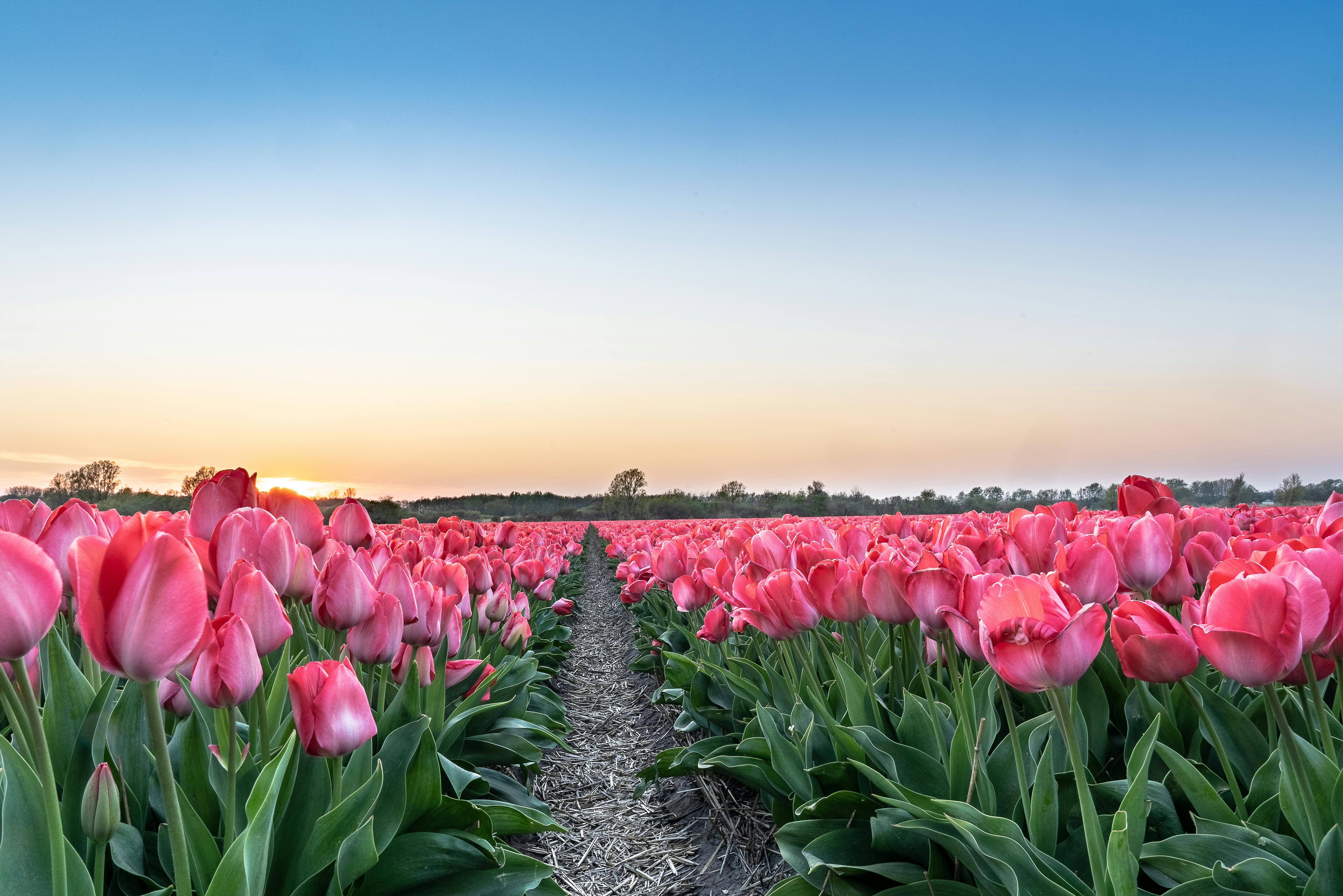 tulips — Stories — A Camera Story, image size:1125x750