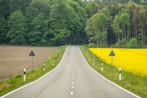 Imagine de stoc gratuită din arbori, caldarâm, câmp