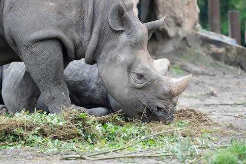 Imagine de stoc gratuită din animale, faună sălbatică, grădină zoologică