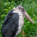 Tropical Stork Sitting in Grass
