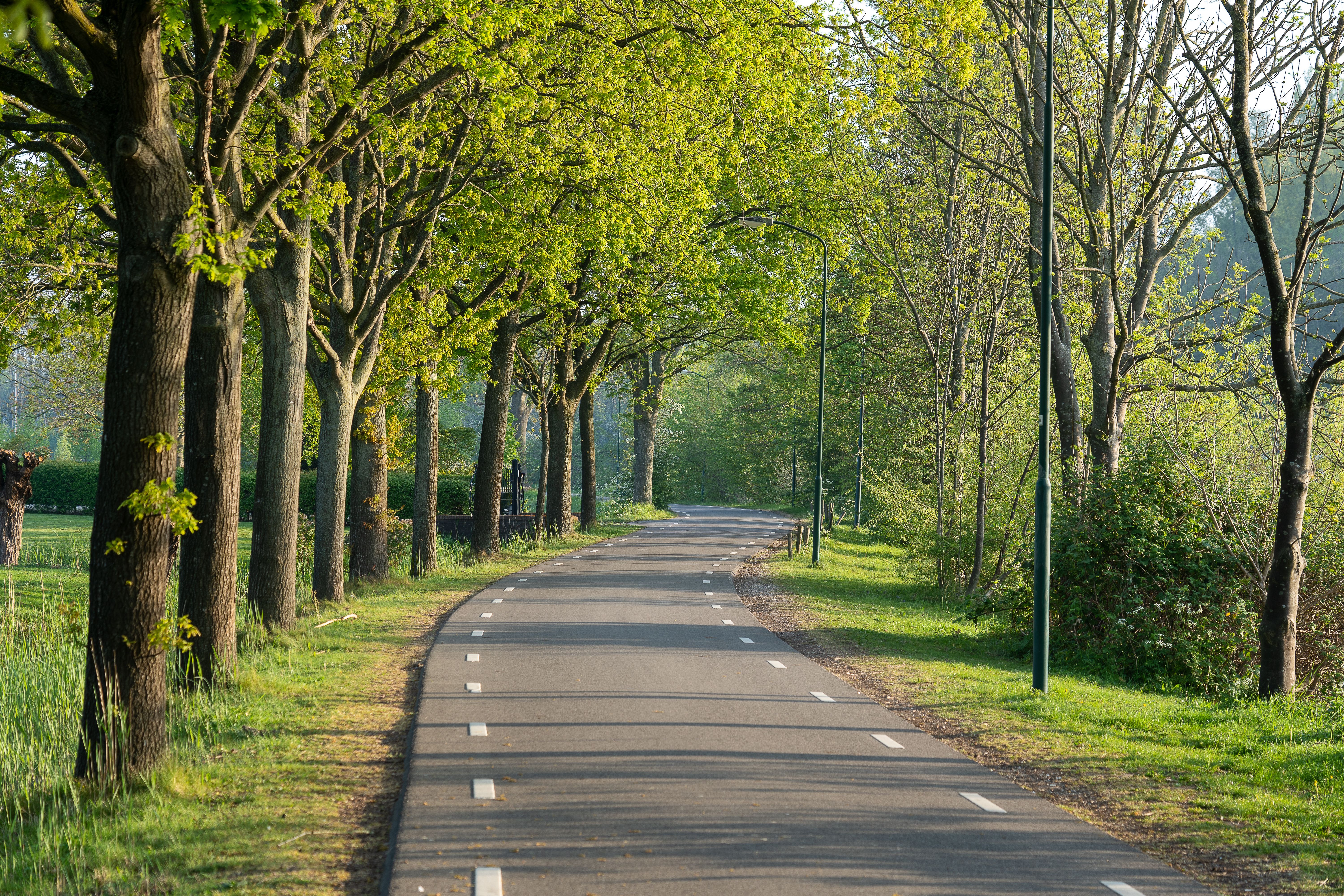 Road and Trees · Free Stock Photo