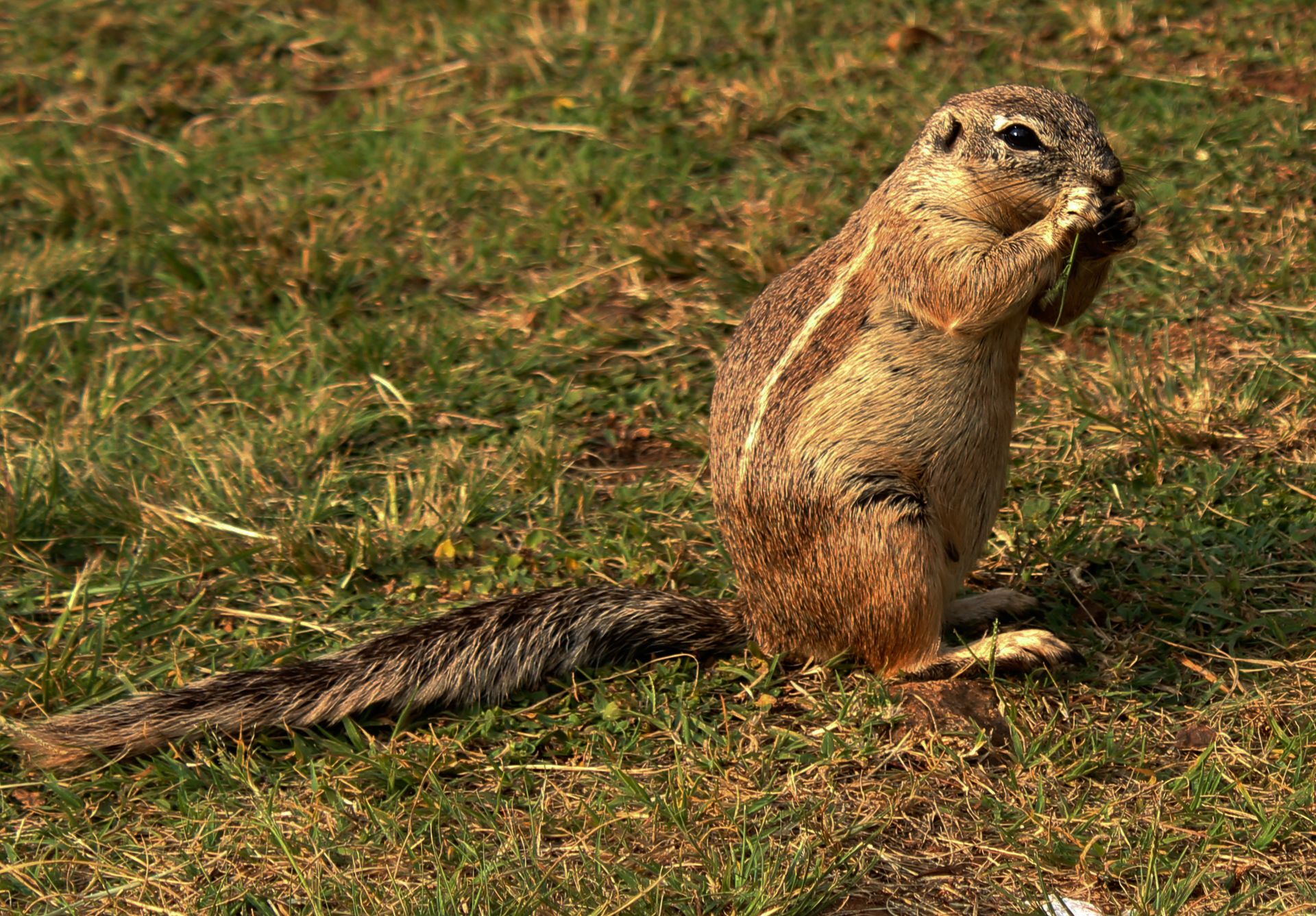 Cape ground squirrel munching on grass in South African wildlife setting.