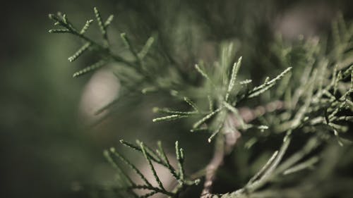 Free stock photo of bokeh, green, pine