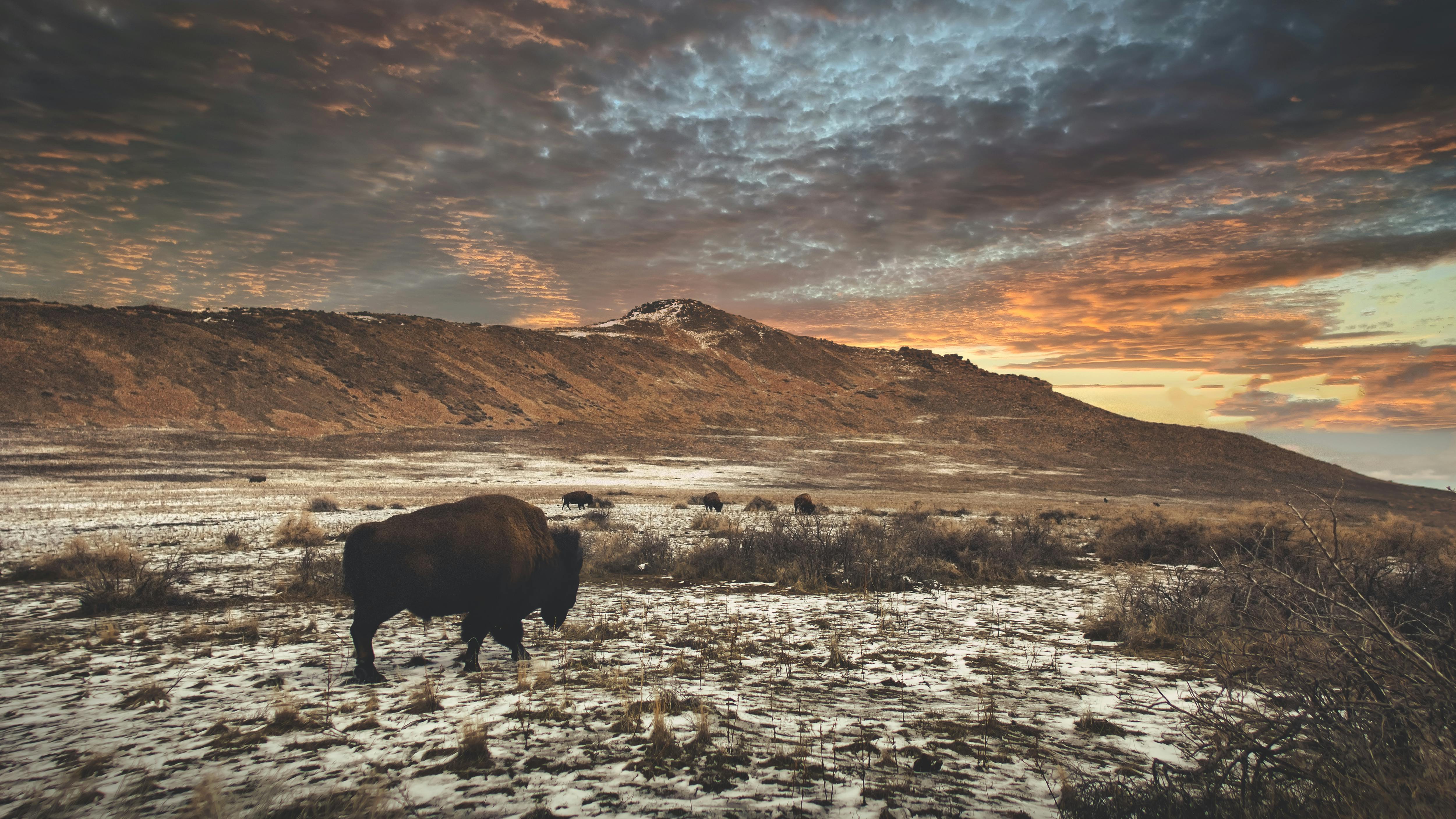 A serene landscape of bison grazing at sunset in a snowy field near Utah mountains.