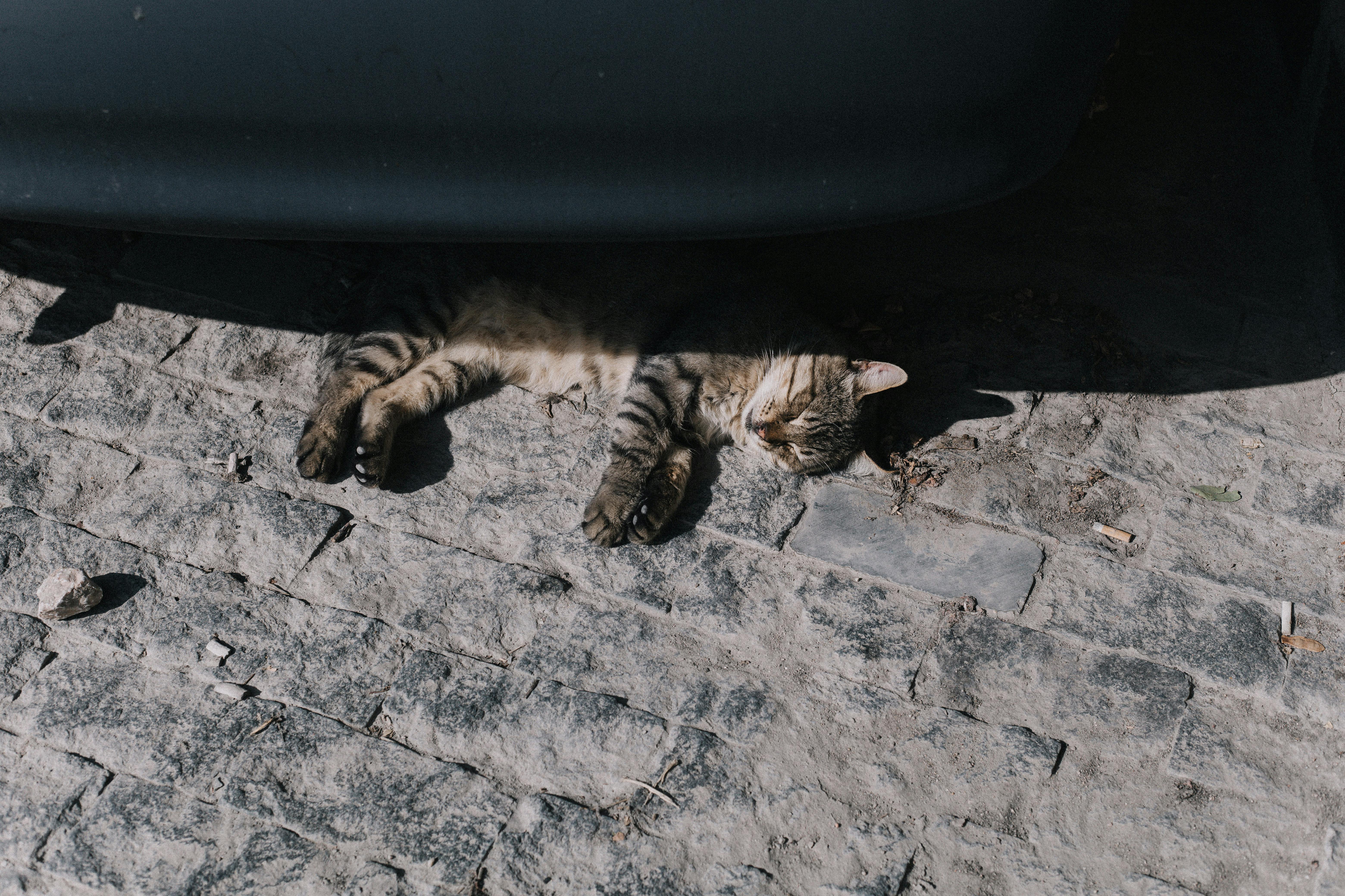 cat lying in shadow