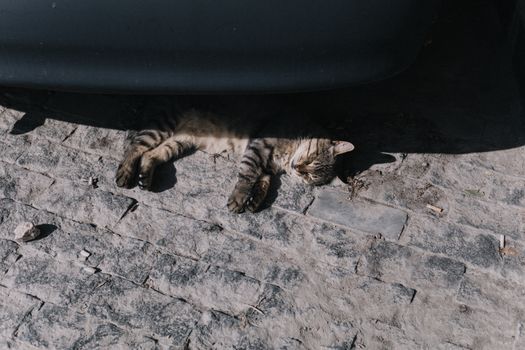 阳光明媚，一只猫躺在鹅卵石街道的阴凉处