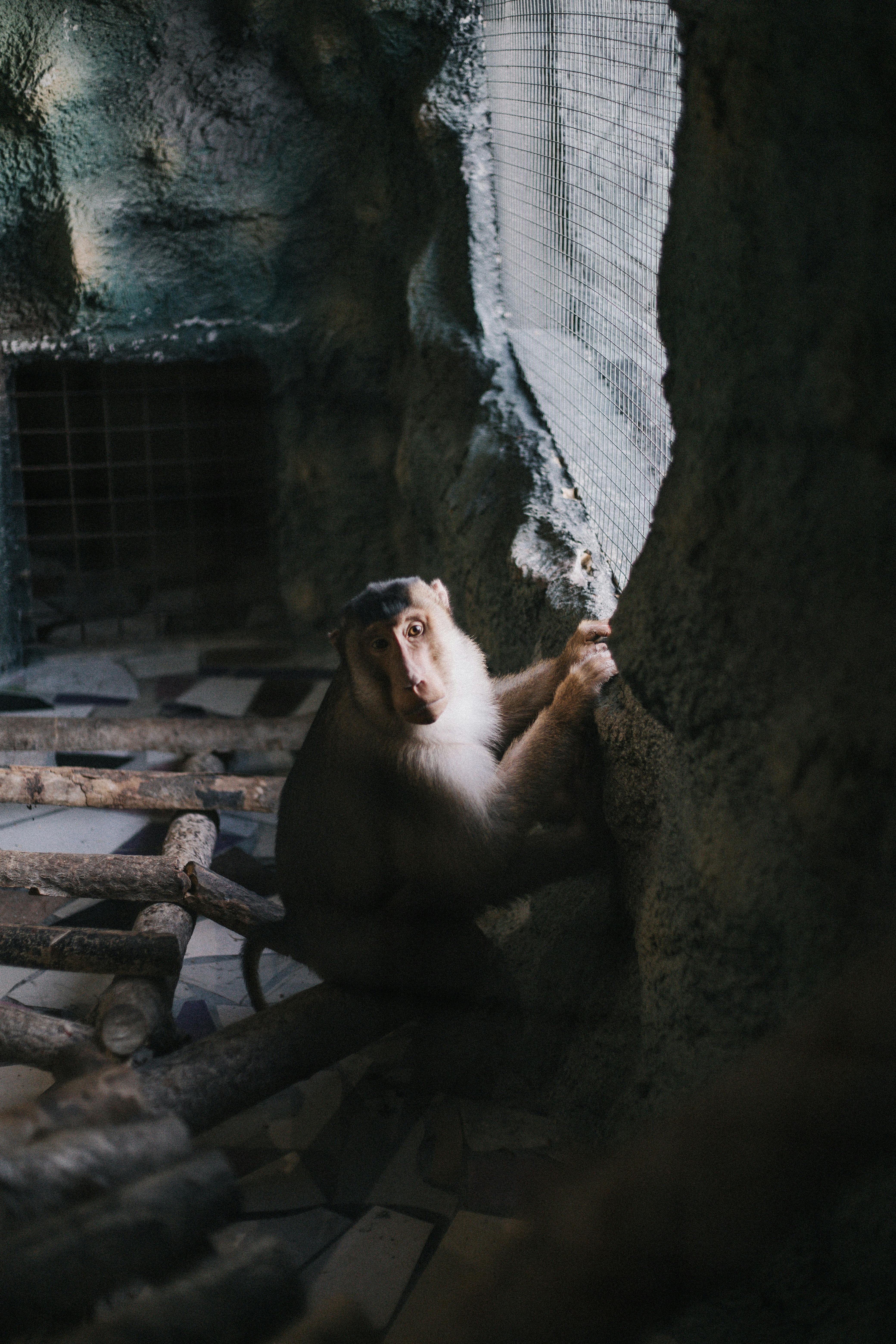 A macaque monkey in dimly lit enclosure, gazing through a window, creating a contemplative atmosphere.