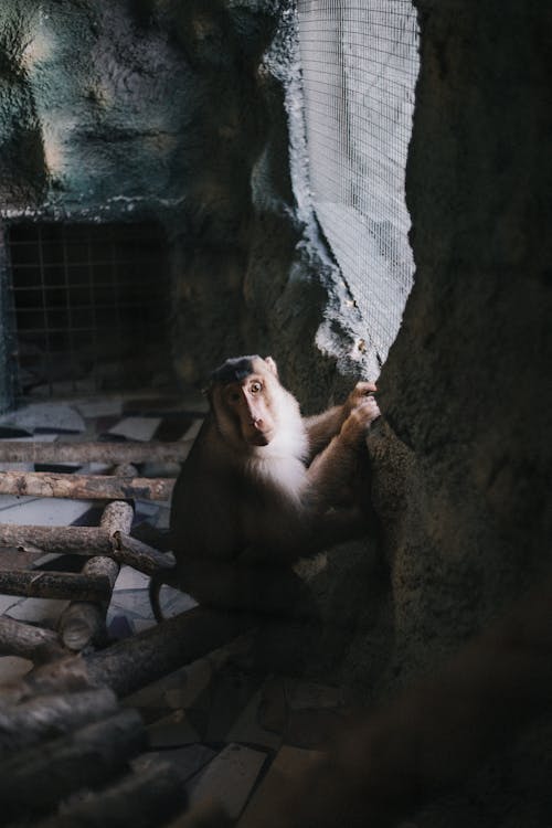 Macaque Monkey in Dark Room